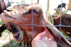 door county creamery