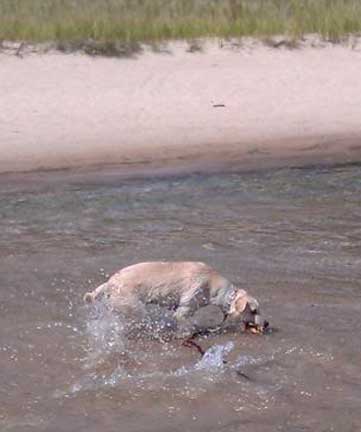 dog parks in door county whitefish